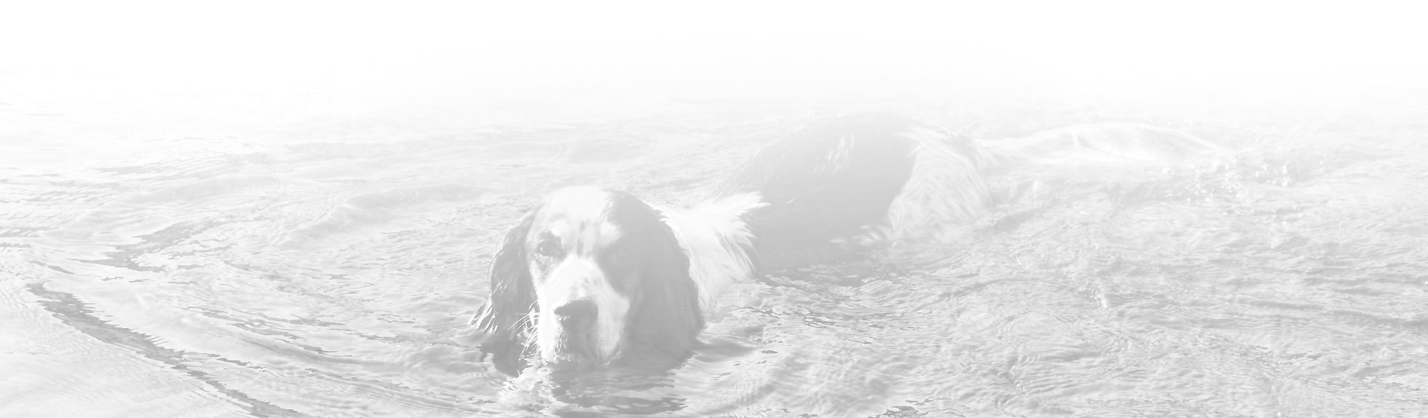 lynebain-bottom-dog2_mini
